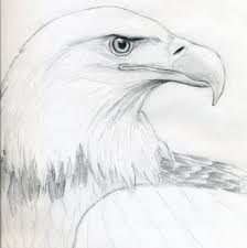 How To Draw A Bald Eagle Eagle Drawing Animal Drawings Bald Eagle