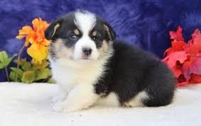 Pictured below are a few puppies from the previous litters sold. Utah Registered Pembroke Welsh Corgi Puppies For Adopti Pets And Animals In Utah Logan