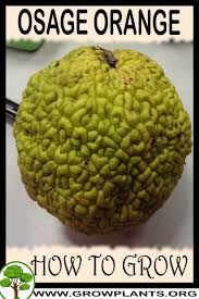 Check spelling or type a new query. Osage Orange How To Grow Care