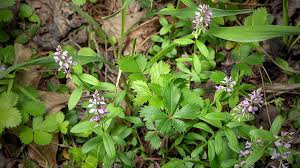 Image result for Polygala macrostigma