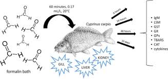 Zborovská 11, 150 21 praha 5 ič: The Effects Of A Therapeutic Formalin Bath On Selected Immunological And Oxidative Stress Parameters In Common Carp Cyprinus Carpio Science Of The Total Environment X Mol