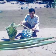 Image result for Pandanus chiliocarpus