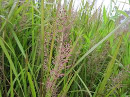 Image result for Panicum monticola
