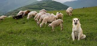 Collection of all the general dog breed info about armenian gampr dog so you can get to know the breed more. The Cradle Of Civilizations Armenia Welcomes You Armenia Tour Com