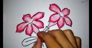 Sebelum menggambar ada sebaiknya untuk membuat hal ini karena kelopak bunga kamboja dan melati cukup berbeda. Cara Menggambar Bunga Yang Indah