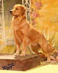 You could base the call of your dog to a sure habit or function it has or it shows. Golden Retriever Female Only Almost Never Bark Very Very Social Wonderful With Kids Originated In Golden Retriever Mom Golden Retriever Beautiful Dogs
