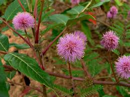 Image result for Mostuea microphylla