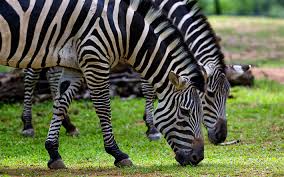 Download Wallpapers Zebras 4k Wildlife Africa Savannah Zebra African Prairie Besthqwallpapers Com Walmart Photography Photography Settings Zebra