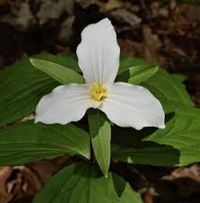 We are a family owned and operated flower shop in rochester, mn started by my grandpa jerry nearly 45 years ago. Trillium Grandiflorum Wikipedia