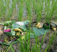 Bonsai bunga krokot menjadi tanaman sultan, begini caranya! Januari 2019 Serikat Petani Rembang