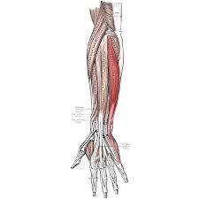 Want to learn more about it? Extensor Carpi Ulnaris Origin Insertion Action Innervation The Wellness Digest