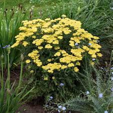 Check spelling or type a new query. Photo Essay Deer And Rabbit Resistant Perennials Perennial Resource