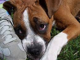 Why Does My Dog Lick My Feet The Answers You Ve Been Looking For
