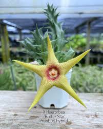 Image result for Orbea caudata