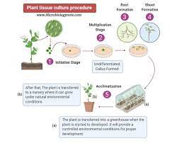 Maybe you would like to learn more about one of these? Plant Tissue Culture Definition Techniques Media Composition Types Application