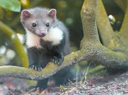 Gerade In Den Sommermonaten Ist Der Marder Besonders Aktiv Im Hegering Werden Im Jahr Nur Drei Marder Lebend Gefangen Kierspe