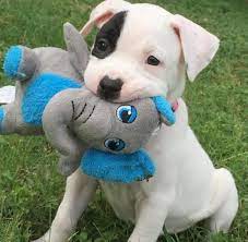 Twitter Cute Dogs And Puppies Cute Little Animals Cute Animals
