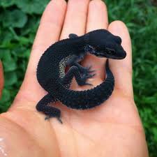 Black Bearded Dragon For Sale Uk Black Night Leopard Gecko Cute Reptiles Cute Lizard Very Rare Animals