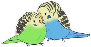 Image Result For Budgie Chibi Budgies Parakeet Art Animal Art