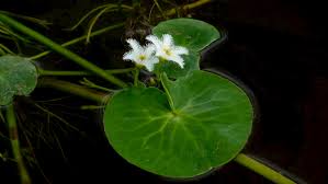 Image result for Nymphoides senegalensis