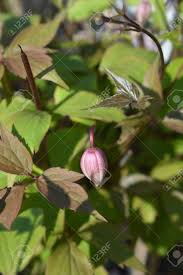 Check spelling or type a new query. Pink Himalayan Clematis Flower Bud Latin Name Clematis Montana Stock Photo Picture And Royalty Free Image Image 132534040