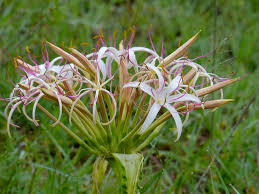 Image result for Crinum buphanoides