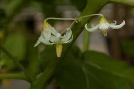 Image result for Solanum capsicoides