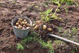 Wondering how to plant seed potatoes? How To Grow Potatoes In Your Garden Lifehack