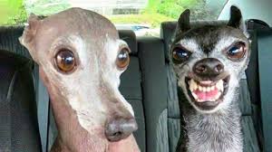 You can see these photos below. Funniest Dogs And Cats Try Not To Laugh Funny Pet Animals Life Youtube