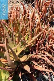 Image result for Aloe ribauensis