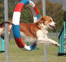 Pet supply store and grooming Our Partners Animal Medical Center Of Chicago