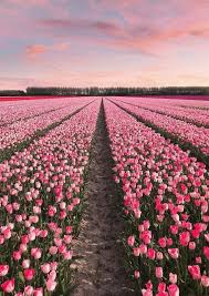 Photography Pink Field Of Roses Designer Inspired Home Decor Pretty Chic Elegant Fashion Beauty Wall In 2020 Flowers Photography Tulips Garden Flower Aesthetic