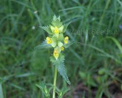 Image result for Rhinacanthus xerophilus