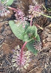 Image result for Coleus calycinus