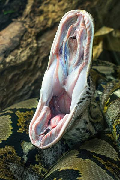 Indonesian python makes GWR hissstory as the longest measured wild snake | Guinness World Records
