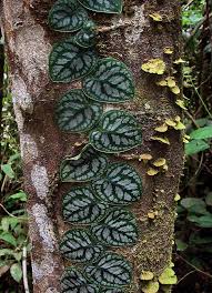 Pin On Gardening