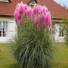 Pink Pampas Grass Seeds White Pampas Grass Seeds Cortaderia Etsy Pink Pampas Grass Pampas Grass Seed Flowers Perennials