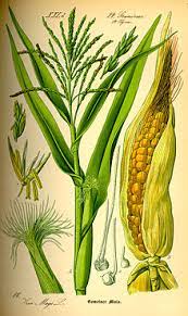 The corn stalks look like they're guarding the front door and the flowers keep them company. Corn Stover Wikipedia