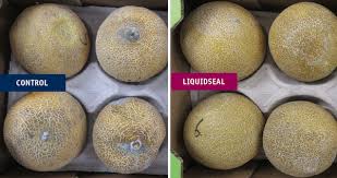 Ingredients kiwano melons rambutans, longans and other decorative fruits or candies if desired. Shelf Life Extending Chemical Free Post Harvest Treatment Now Available For Melons