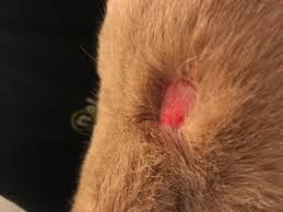 When a cat undergoes chemotherapy as a treatment for cancer, they lose hair that eventually creates a soft and fuzzy appearance about their coat. Hi My Cat Has A Round Patch On Its Back That Is Red Bleeding And Losing Hair Rapidly The Skin Underneath Looks Dry I Am Not Sure Petcoach
