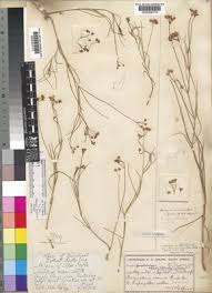 Image result for Asclepias grandirandii