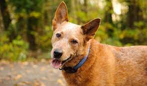 Australian Cattle Dog Breed Information