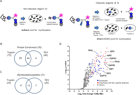 Já se encontra disponível para download a nova música do jay oliver intitulada vou te proteger, faça já o download e desfrute de boa música. Profiling Of Myristoylation In Toxoplasma Gondii Reveals An N Myristoylated Protein Important For Host Cell Penetration Elife