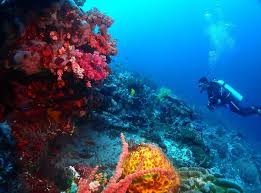 Forscher haben dort ein sogenanntes mesophotisches korallenriff entdeckt. Korallenriff In Lembongan Blue Corner Dive Lembongan Foto 308940 Auf Taucher Net