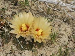 The coryphantha ramillosa is a rare cactus species listed as endangered. Astrophytum Asterias A Naturalist S Journey
