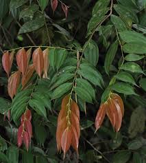 Image result for Anisophyllea boehmii