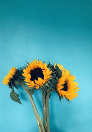 Find & download free graphic resources for yellow flower. Sunflower Wallpapers Posted By Samantha Cunningham
