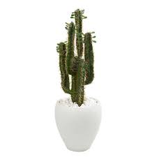 The stems may be light to dark green, sometimes with a bluish tinge, and six to eight ribs run parallel to the growth of the stem. Nearly Natural Indoor 3 Ft Cactus Artificial Plant In White Planter 6545 The Home Depot