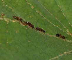 Outdoors ants are attracted to honeydew that soft scales, mealybugs, and aphids produce. File Ants Tending Scale Insects Flickr S Rae Jpg Wikimedia Commons