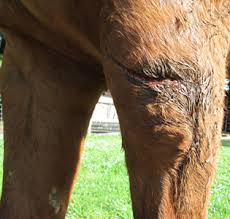 Emuaid© gave me my life back. i am so thankful for this amazing product. Horse Wound Care Step By Step